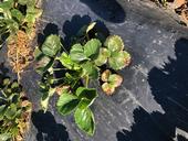 Angular leaf spot on strawberry, note older leaves with distinctive coloration of various hues.